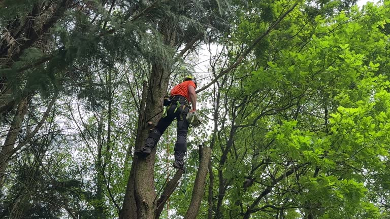 Best Tree Health Inspection  in Duquesne, PA